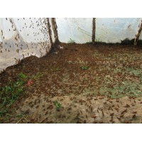 怎样计算蚂蚱养殖的成本及利润