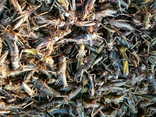 首页 供应产品 03 临沂蚂蚱养殖合作社直销  临沂野生蝗虫养殖基地