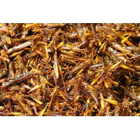 临沂野生蚂蚱养殖合作社介绍蝗虫的养殖与管理