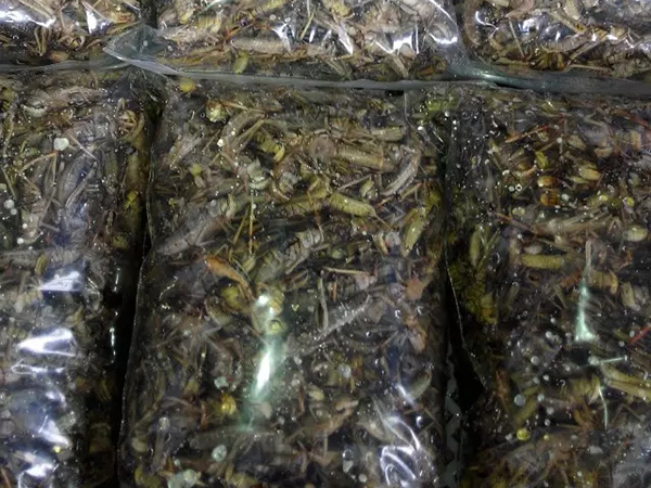 临沂蚂蚱养殖基地蚂蚱可做药