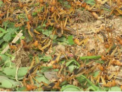 临沂蚂蚱养殖合作社温度对于养殖蚂蚱条件