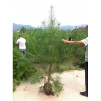 基地供应造型油松树形优美树形优美便宜:18105498909