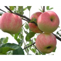 临沂苹果苗基地供应苹果树苗品种大全15588150027