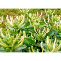 金银花苗木企业金银花之家