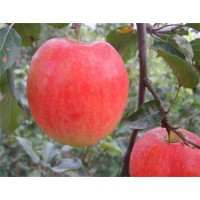 桃子苗南北方种植早熟胭脂脆桃苗13355049561