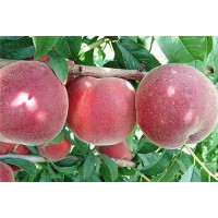 红富士苹果苗易成活苹果树苗价格是多少13355049561