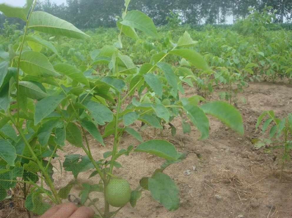 梨树苗繁育基地介绍对梨树苗种植前的准备工作的介绍