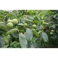 梨树苗繁育基地讲解梨树苗丰产树形的要求15653950369