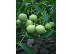 梨树苗繁育基地讲解晚秋黄梨的丰产技术15653950369
