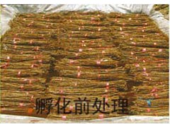 对于金蝉的外形你了解多少 13869935386