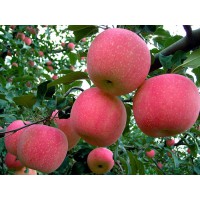 临沂矮化苹果苗价格13953960712