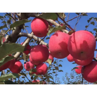 临沂矮化苹果苗基地15063290888