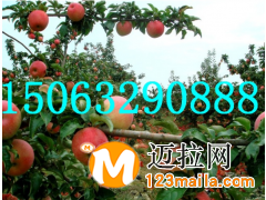 山东矮化苹果苗供应电话15063290888