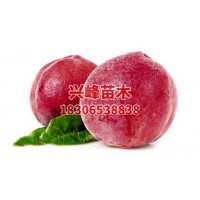 临沂红肉桃品种批发电话18306538838