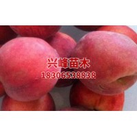 临沂红肉桃品种价格电话18306538838