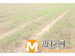 山东金银花苗木种植基地
