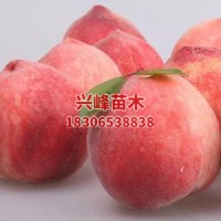 临沂5-8月红桃系批发电话18306538838