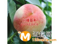 山东晚熟桃品种直销电话18306538838