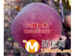 山东晚熟桃品种价格电话18306538838