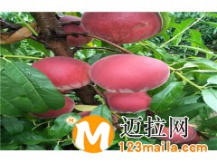 秋雪桃苗13355049561