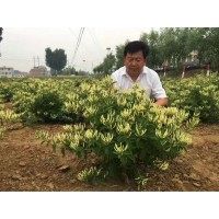 金银花苗北花一号四季金银花16678093103