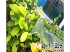 临沂pvc耐力板哪家好