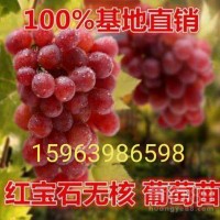 临沂葡萄苗，临沂桃树苗