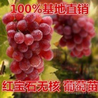 临沂葡萄苗，临沂石榴苗