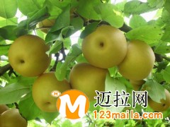 临沂梨树苗厂家，临沂彩叶豆梨