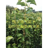 彩叶豆梨克利夫兰多少钱一棵