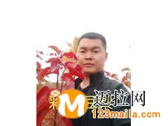 哪里能买到彩叶豆梨秋火焰，找临沂腾飞苗木彩叶登梨基地