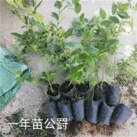 临沂蓝莓苗价格，临沂蓝莓苗