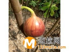 无花果苗批发,无花果苗价格