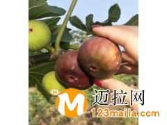 无花果苗批发,无花果苗价格