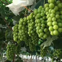 早熟葡萄品种有哪些 葡萄苗 葡萄苗批发 阳光玫瑰葡萄苗