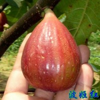 山东无花果苗 无花果苗哪里有卖 正宗波姬红无花果苗多少钱一颗