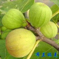 无花果苗 布兰瑞克无花果苗价格 布兰瑞克无花果树苗批发