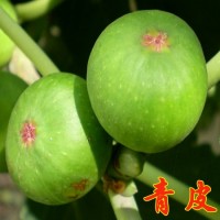 无花果苗 青皮无花果苗价格 青皮无花果苗批发 青皮无花果苗