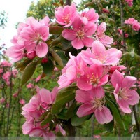 临沂北美海棠批发,临沂北美海棠价格,临沂北美海棠种植