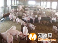 临沂育肥猪苗批发