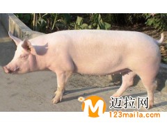 临沂约克母猪批发
