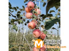 山东M9T337苹果苗培育基地,临沂M26苹果苗种植基地