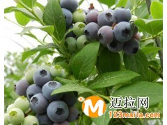 临沂蓝莓苗种植,山东蓝莓鲜果种植基地