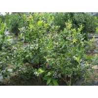 临沂蓝莓鲜果种植基地,山东软枣猕猴桃批发