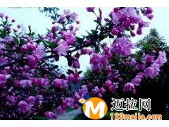 临沂彩叶豆梨系列基地，山东紫色王子海棠种植