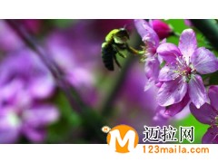 临沂紫色王子海棠种植，山东秋火焰批发