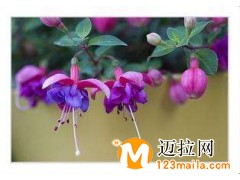 临沂红塔批发，山东紫色王子海棠种植