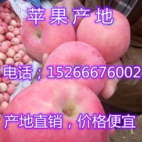 山东苹果批发基地红富士苹果产地供应价格行情