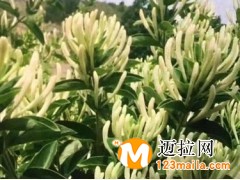 临沂金银花种植基地,山东金银花苗培育