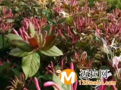 临沂金银花培育,山东四季金银花苗种植基地